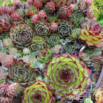 Sempervivum Gemengd - Semprevivo