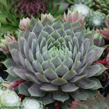 Sempervivum Chick Charms Berry Blues - Semprevivo