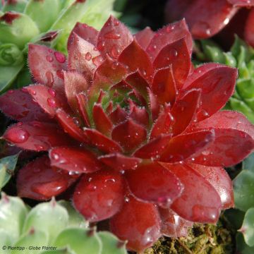 Sempervivum Chick Charms Cherry Berry - Semprevivo