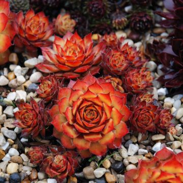 Sempervivum Chick Charms Gold Nugget - Semprevivo