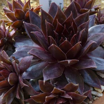 Sempervivum Dark Beauty - Semprevivo