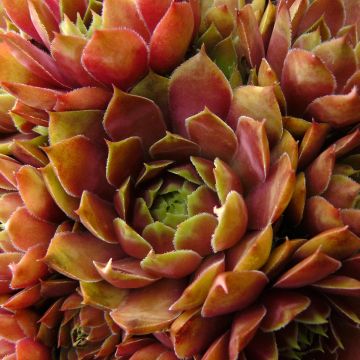 Sempervivum Gay Jester - Semprevivo