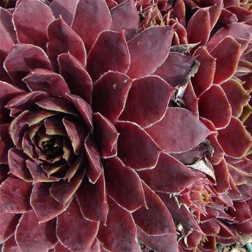 Sempervivum Granat - Semprevivo