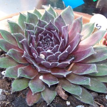 Sempervivum Pilatus - Semprevivo