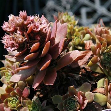 Sempervivum Purple Beauty - Semprevivo