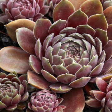 Sempervivum Rauher Kulm - Semprevivo