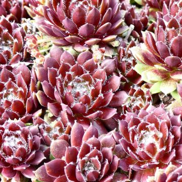 Sempervivum Silberkarneol - Semprevivo