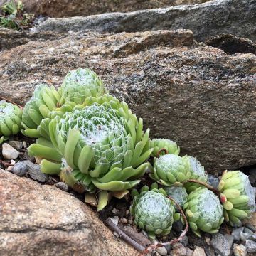 Sempervivum arachnoideum - Semprevivo ragnateloso