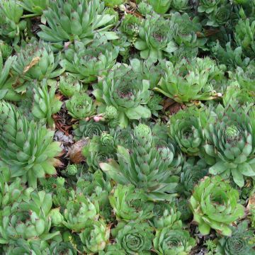 Sempervivum tectorum - Semprevivo maggiore