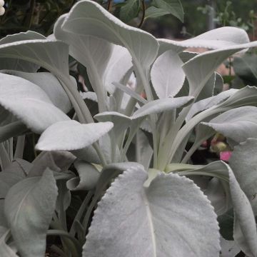 Senecio cineraria var. candicans Angel Wings