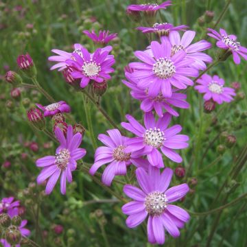 Senecio polyodon