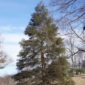 Sequoiadendron giganteum - Sequoia gigante