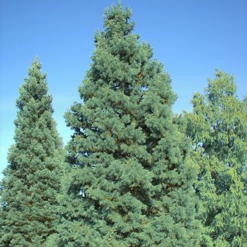 Sequoiadendron giganteum Glaucum - Sequoia gigante