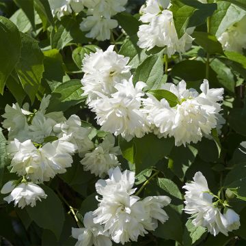 Philadelphus virginalis Minnesota Snowflake - Filadelfo