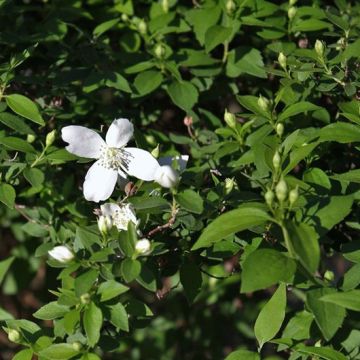 Philadelphus lemoinei Silberregen - Filadelfo