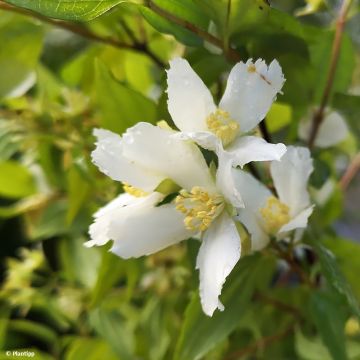 Philadelphus Mont Blanc - Filadelfo