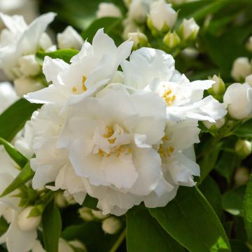 Philadelphus virginalis Mrs E.L. Robinson - Filadelfo