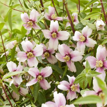 Philadelphus Petite Perfume Pink - Filadelfo