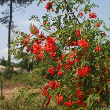 Sesbania punicea - Sesbania porporina