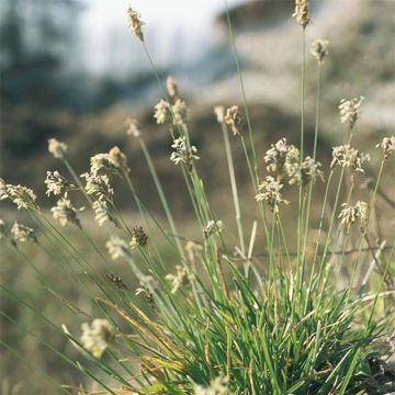 Sesleria caerulea - Sesleria comune