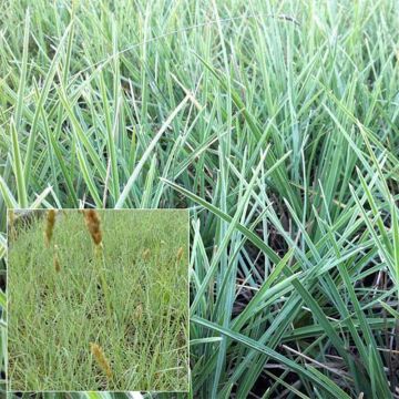 Sesleria nitida - Sesleria dei macereti