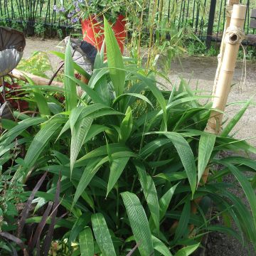 Setaria palmifolia - Erba di palma