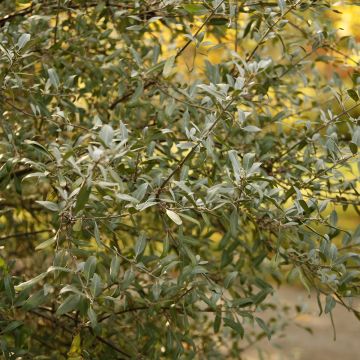 Shepherdia argentea - Buffaloberry