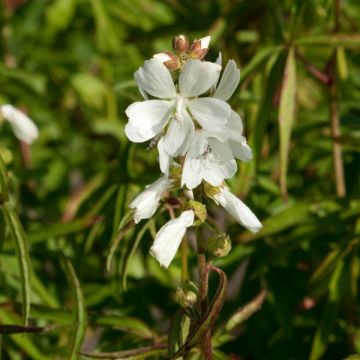 Sidalcea candida