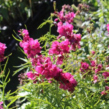 Sidalcea oregana Brilliant