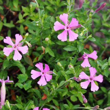 Silene schafta