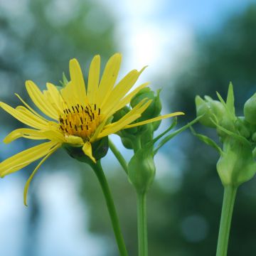 Silphium laciniatum