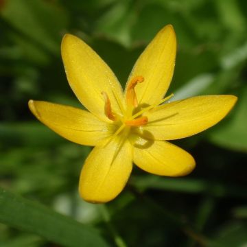 Sisyrinchium californicus