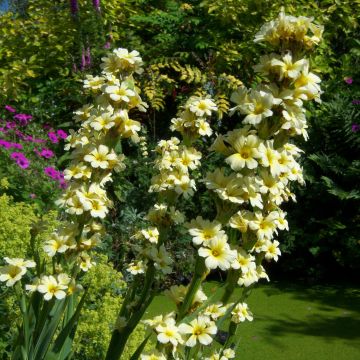 Sisyrinchium striatum Aunt May