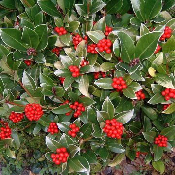 Skimmia reevesiana