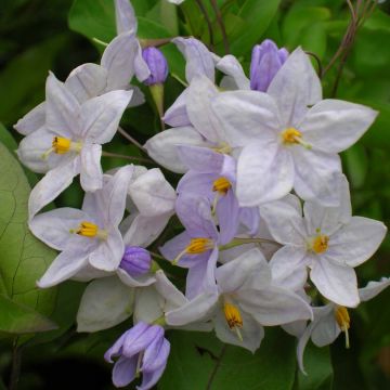 Solanum jasminoides Blue