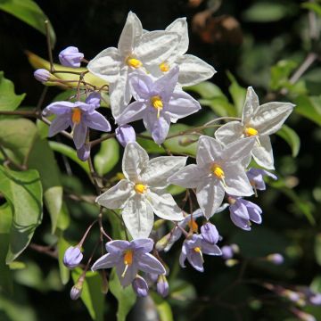 Solanum jasminoides - Gelsomino di notte