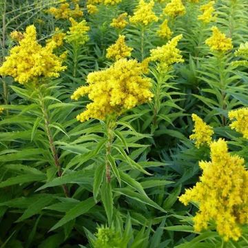 Solidago Spatgold - Verga d'oro