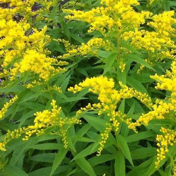 Solidago Strahlenkrone - Verga d'oro