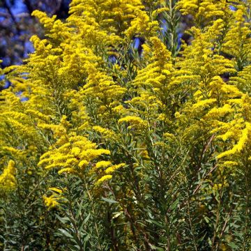 Solidago canadensis - Verga d'oro del Canadà