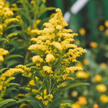 Solidago canadensis Golden Baby - Verga d'oro del Canadà