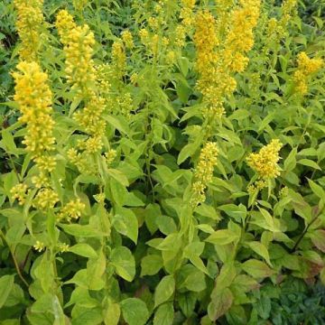 Solidago flexicaulis Variegata - Verga d'oro