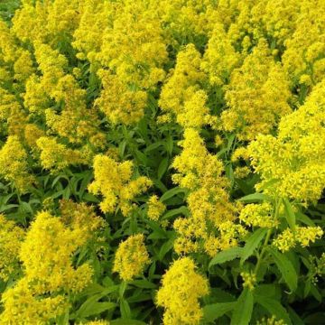 Solidago Ducky - Verga d'oro