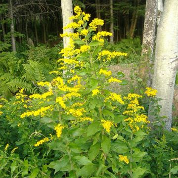 Solidago rugosa - Verga d'oro