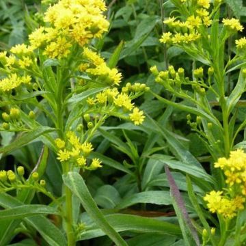 Solidago sempervirens Goldene Wellen - Verga d'oro