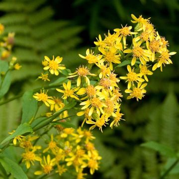 Solidago virgaurea - Verga d'oro comune