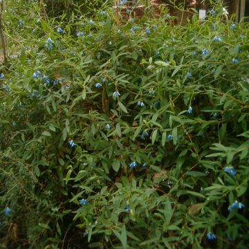 Sollya heterophylla - Australian Bluebell