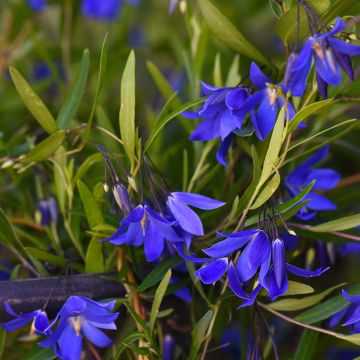 Sollya heterophylla Ultra Blue