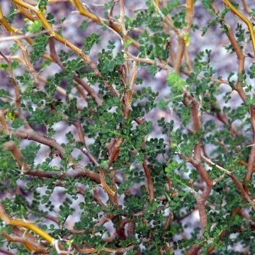 Sophora prostrata Little Baby - Sofora nano