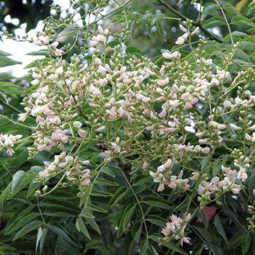 Sophora japonica - Sofora del Giappone