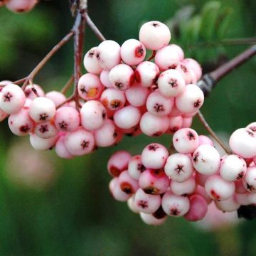 Sorbus arnoldiana Pink Veil